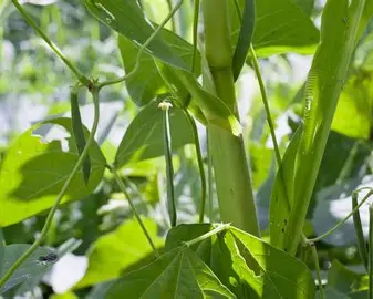 Corn farming