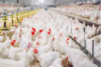 Poultry farming